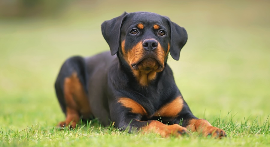 Rottweiler