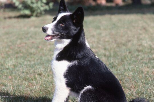 cane da orso della Carelia