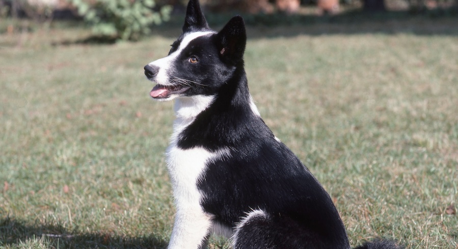 cane da orso della Carelia