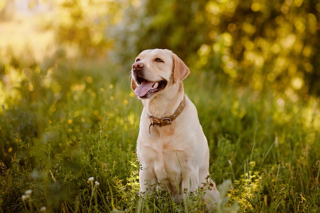 labrador