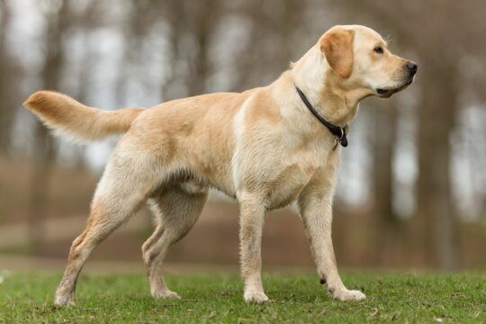 labrador gunner