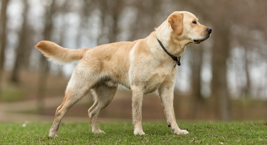 labrador gunner